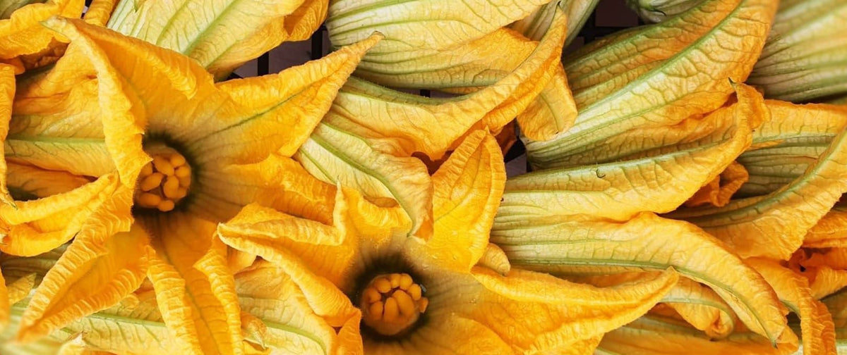 I fiori di zucca e tutte le varietà delle zucchine in cucina