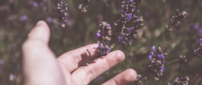 💝 Festa della Mamma - La Lavanda, pianta aromatica dai mille usi