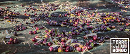 Profumi dalla Puglia: l'olio Le Terre del Borgo arriva nel mio Orto!