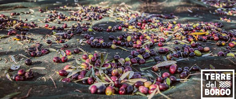 Profumi dalla Puglia: l'olio Le Terre del Borgo arriva nel mio Orto!