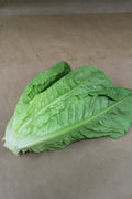 Insalata Romana