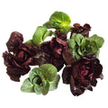 Insalata cicorino vaschetta 120gr