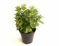 Menta vaso