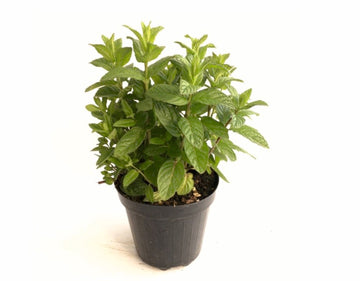 Menta vaso