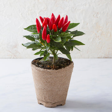 Peperoncino vaso