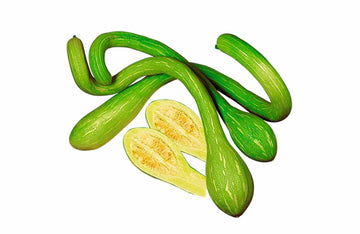 Zucchina Trombetta 500gr