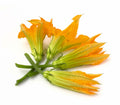 Fiori di zucca vaschetta 100gr