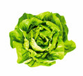 Insalata lattuga 350gr