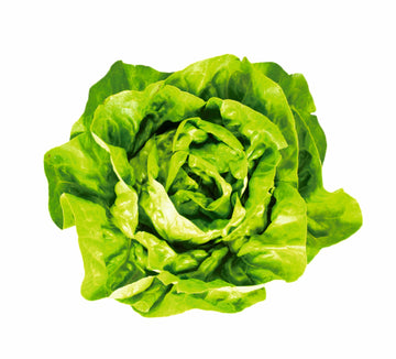 Insalata lattuga 350gr