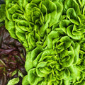 Insalata Lollo 300gr