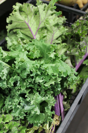 Cavolo riccio - Kale