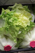 Insalata Indivia Scarola