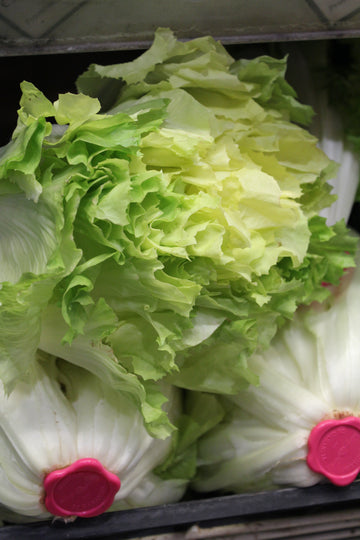 Insalata Indivia Scarola