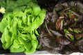 Insalata Salanova
