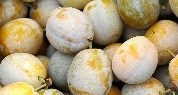 Prugne Monreale 500gr