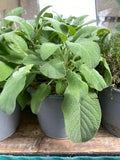 Salvia vaso