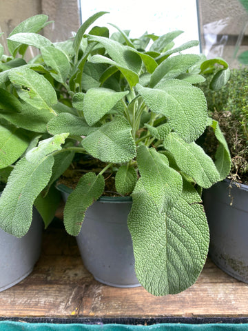 Salvia vaso