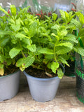 Menta vaso