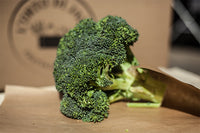 Broccolo origine Puglia 1pz circa 0,3kg (4826372440109)