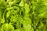 Insalata Lollo