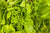 Insalata Lollo